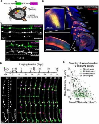 Presynaptic Boutons That Contain Mitochondria Are More Stable